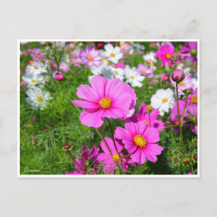 Cartão Postal Cosmos [Cartão Postal]