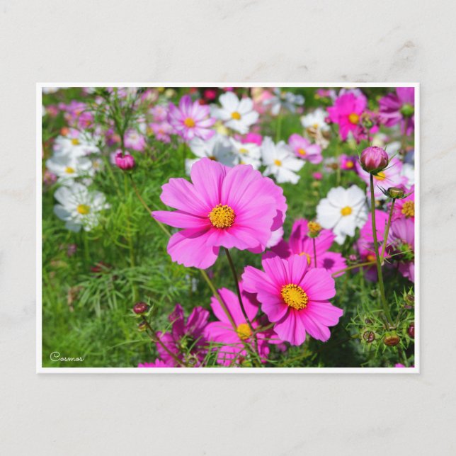 Cartão Postal Cosmos [Cartão Postal] (Frente)