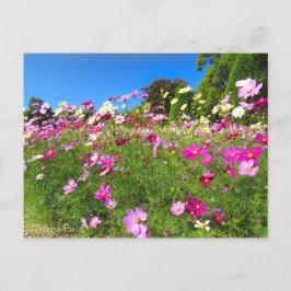 Cartão Postal Cosmos Field [Postcard]