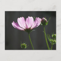 Cosmos Roxo Sunlix