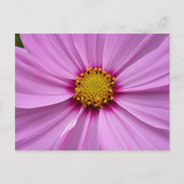Cartão Postal Cosmos Wildflower Floral, Rosa (Frente)