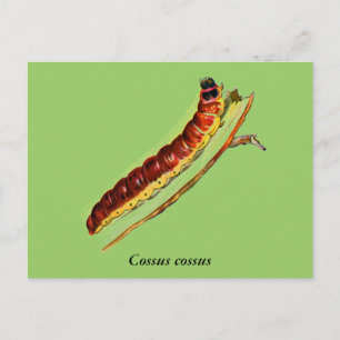 Cartão Postal Cossus cossus caterlenha