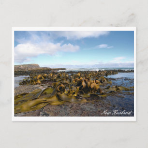 Cartão Postal Costa de Kelp, Cenário Rochoso, Nova Zelândia