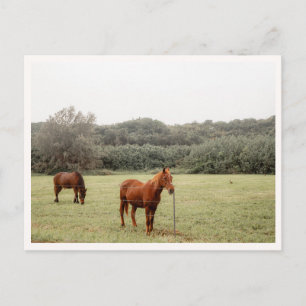 Cartão Postal Costa Norte de Kauai Cavalos Havaí