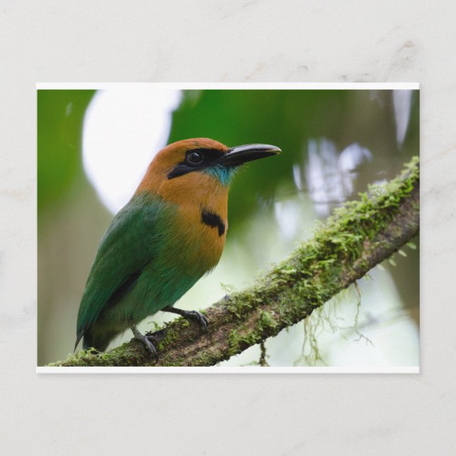 Cartão postal Costa Rica (Frente)