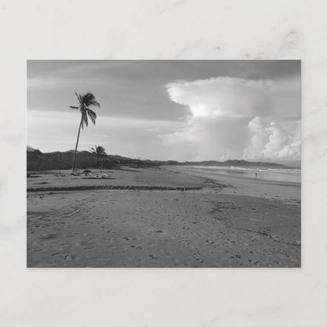 Cartão Postal Costa Rica Beach with Palm Tree Photo  (Frente)