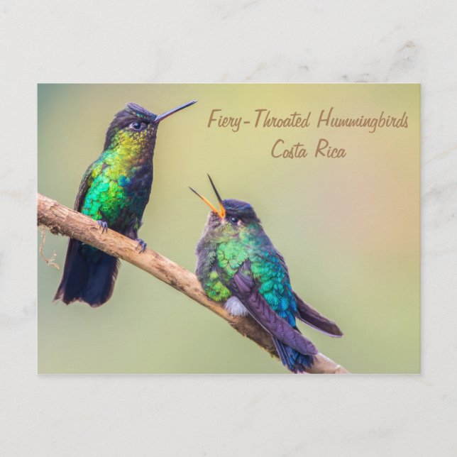 Cartão Postal Costa Rica Hummingbird (Frente)