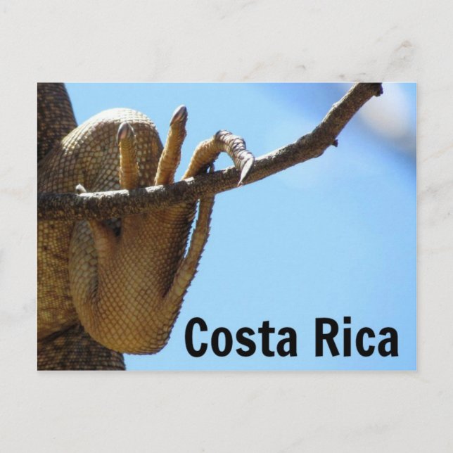 Cartão postal Costa Rica Iguana Souvenir (Frente)