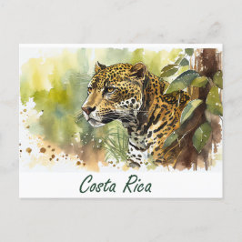 Cartão Postal Costa Rica Jaguar