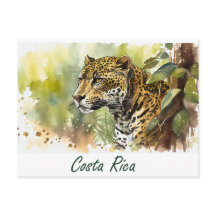 Costa Rica Jaguar