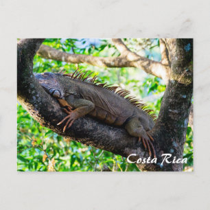 Cartão Postal Costa Rica, Muelle - Preguiçosa Iguana descansando