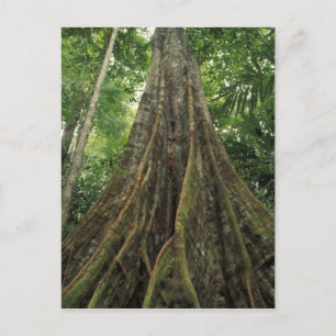 Cartão Postal Costa Rica, Parque Nacional de Corcovado, Brisado