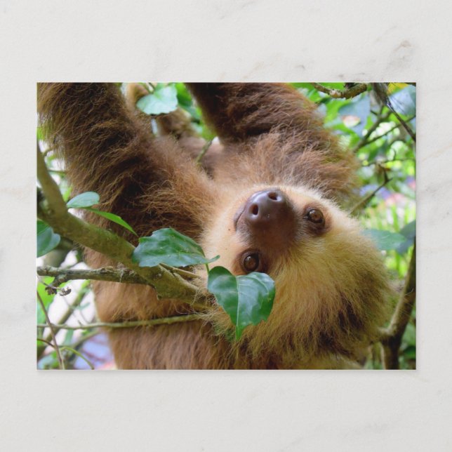Cartão Postal Costa Rica RainForest Sloth (Frente)