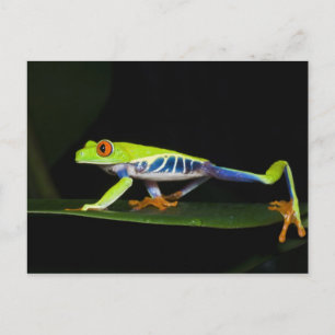 Cartão Postal Costa Rica, Sapo de árvores de olhos vermelhos (Ag