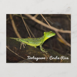 Cartão Postal Costa Rica, Tortuguero - Lagarto Basilisco Esmeral