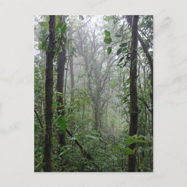 Cartão Postal costa selvagem (Frente)