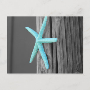 Cartão Postal Costura de Turquoise Starfish