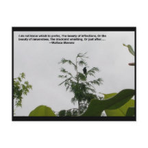 Cotação Wallace Stevens