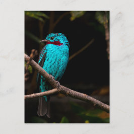 Cartão Postal cotinga