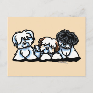 Cartão Postal Coton De Tulear Trio