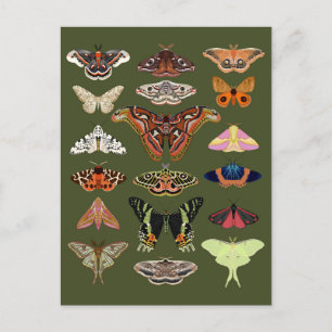 Cartão Postal Cottagecore Moths Green