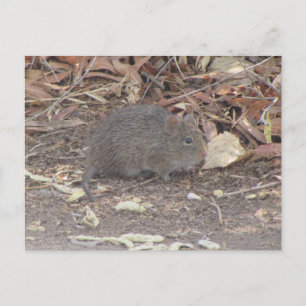 Cartão Postal Cotton Rat