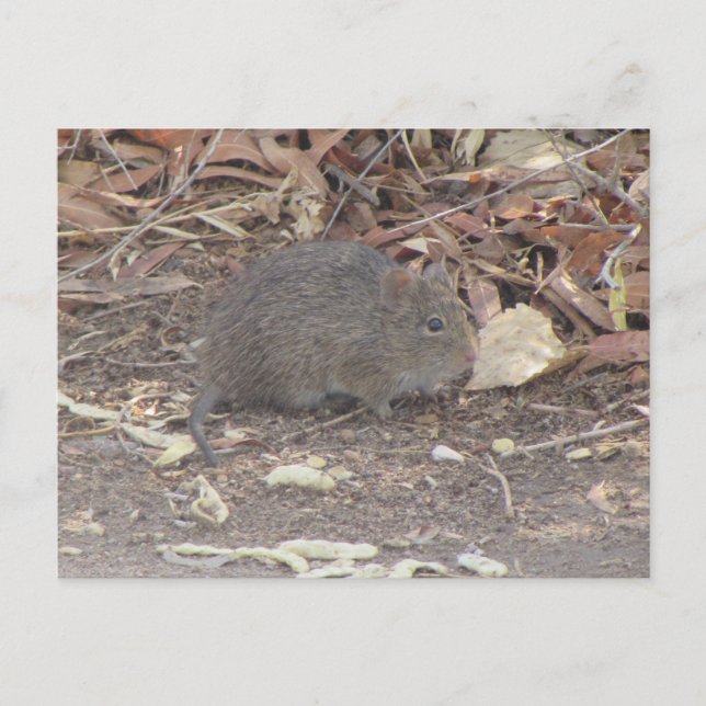 Cartão Postal Cotton Rat (Frente)