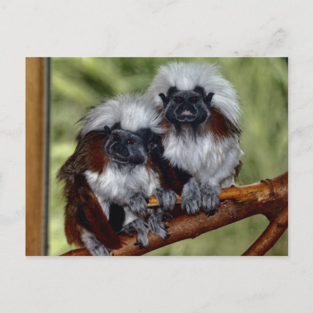 Cartão Postal Cotton Top Tamarin (Frente)