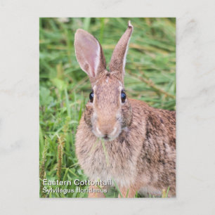 Cartão Postal Cottontail oriental