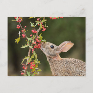 Cartão Postal Cottontail oriental Sul do Texas