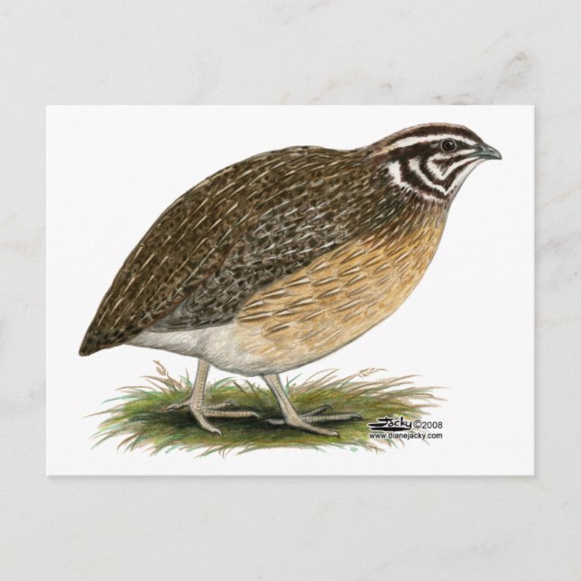 Cartão Postal Coturnix Pharaoh Quail (Frente)