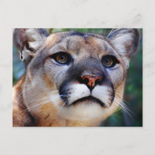 Cartão Postal Cougar