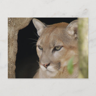 Cartão Postal Cougar 013