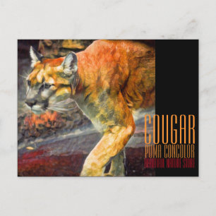 Cartão Postal Cougar [Cartão postal]