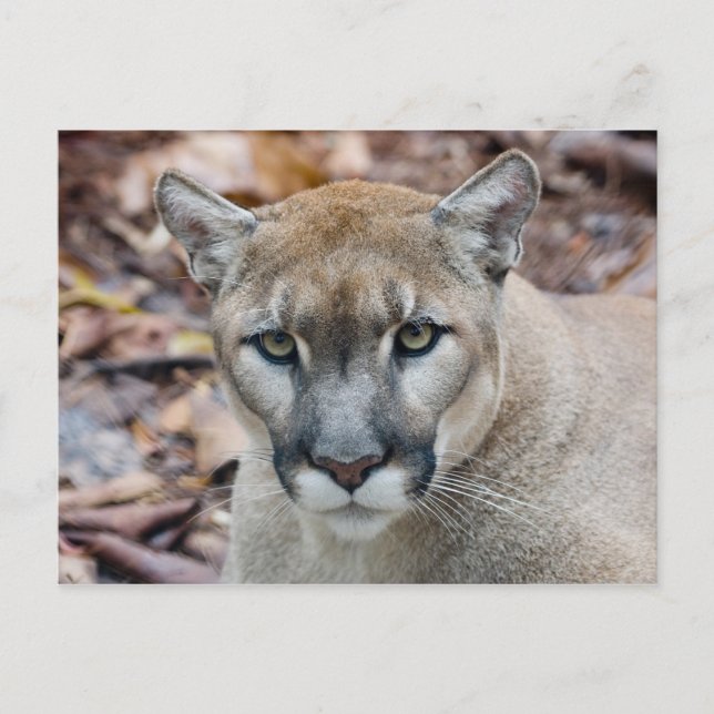 Cartão Postal Cougar, leão da montanha, Puma da Flórida (Frente)