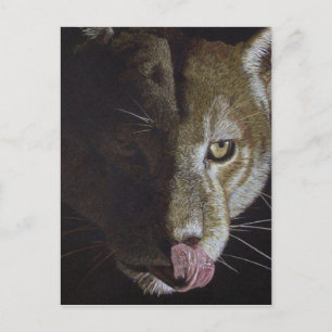 Cartão Postal Cougar Night