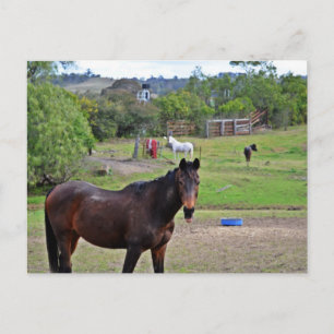 Cartão Postal Countryside Rendezvous 3