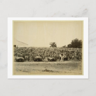 Cartão Postal Couro seco, Argentina (impressão de albumina)