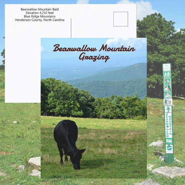 Cartão Postal Cow Bearwallow Mountain Blue Ridge Mounts NC (Criador carregado)