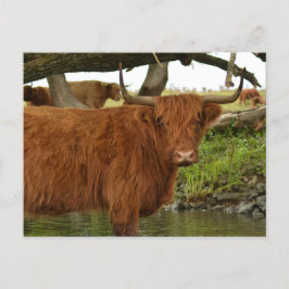 Cartão Postal Cow card standing in the water