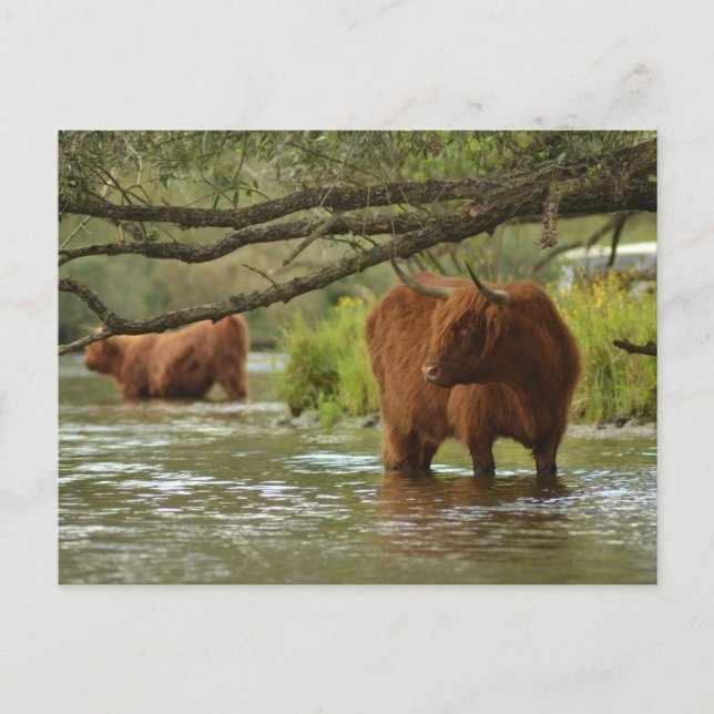 Cartão Postal Cow card standing in the water Biesbosch (Frente)
