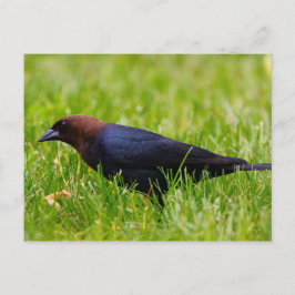 Cartão Postal Cowbird (Molothrus ater) de cabeça castanha