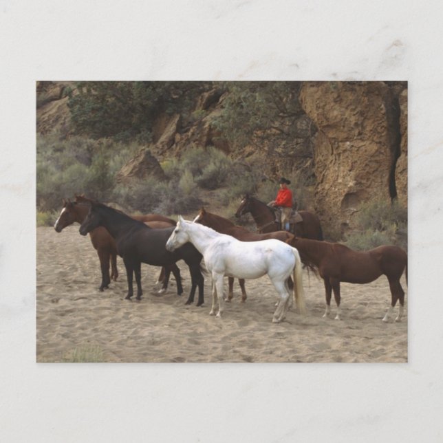 Cartão Postal Cowboy com Herd (Frente)