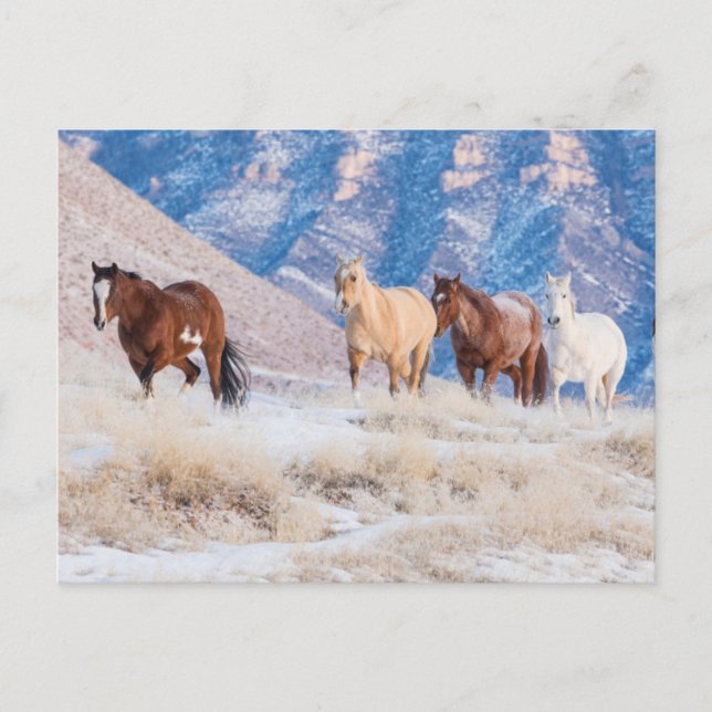 Cartão Postal Cowboy Horse Drive no Hideout Ranch (Frente)