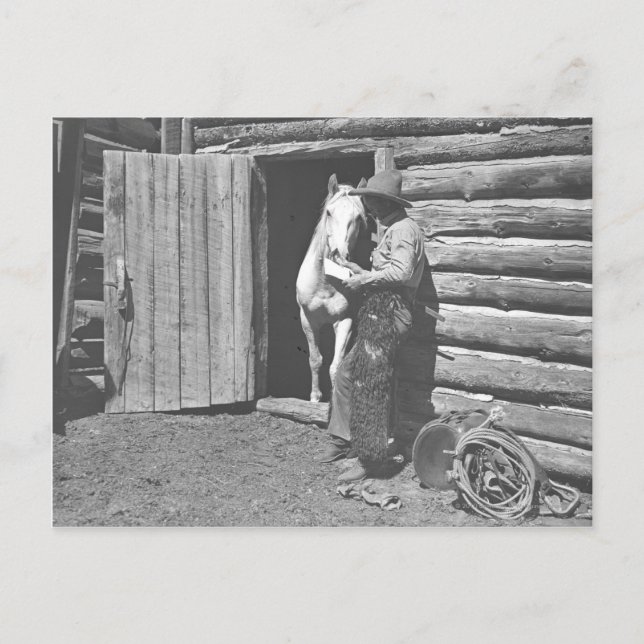 Cartão Postal Cowboy lendo uma carta. (Frente)