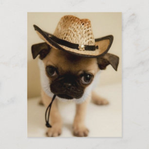 Cartão Postal Cowboy Pug Puppy
