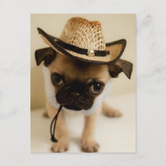 Cartão Postal Cowboy Pug Puppy