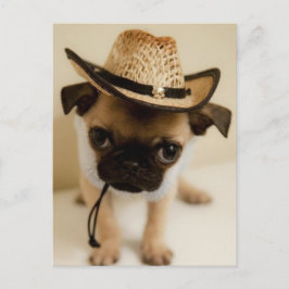 Cartão Postal Cowboy Pug Puppy