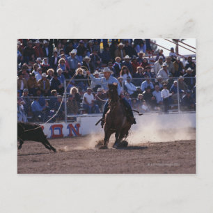 Cartão Postal Cowboy Roping Calf em Rodeo