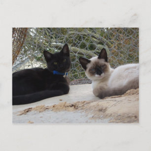 Cartão Postal Cowboy & Shiva